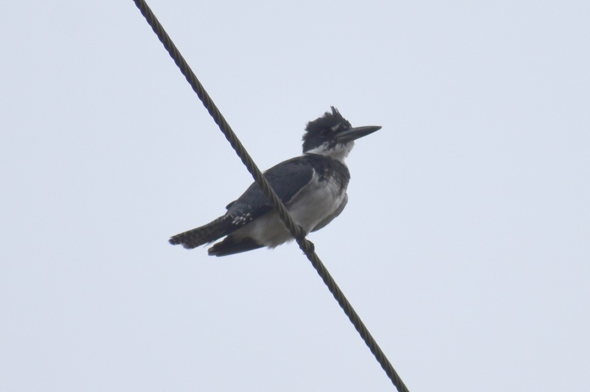 Belted Kingfisher - ML611813860