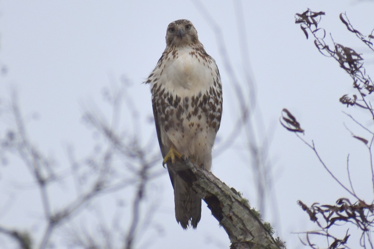 Red-tailed Hawk - ML611813924