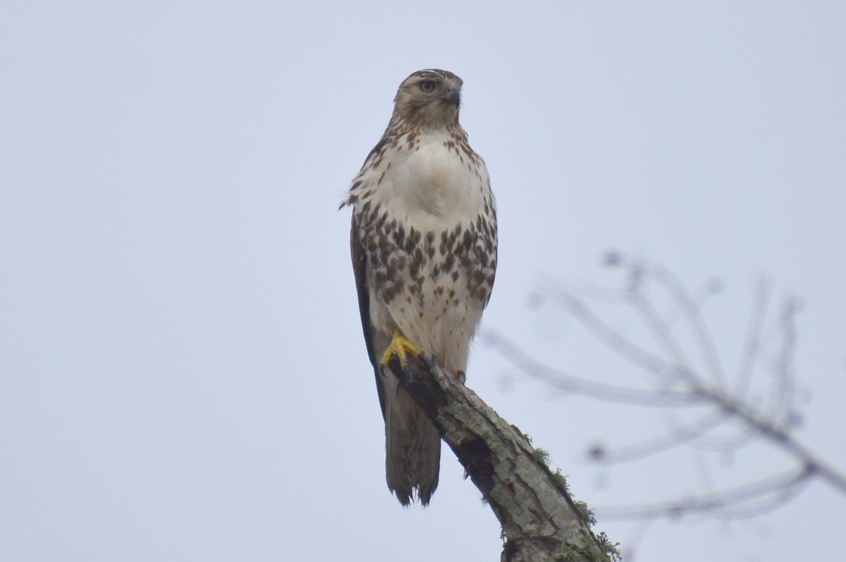 Red-tailed Hawk - ML611813927