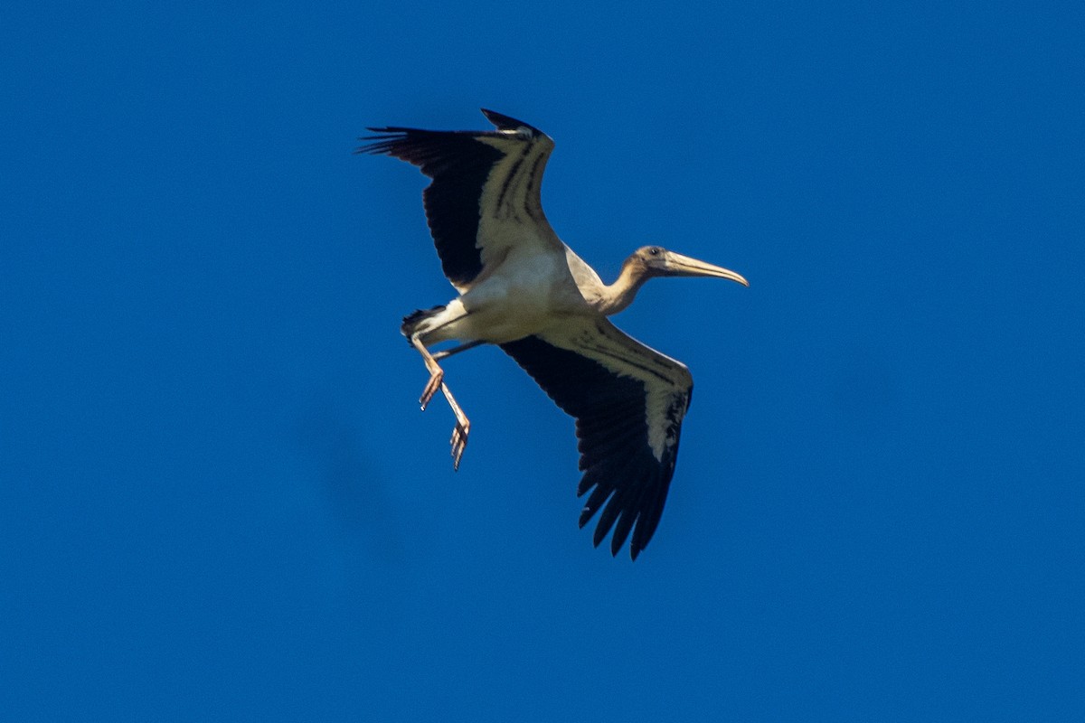 Wood Stork - ML611813979