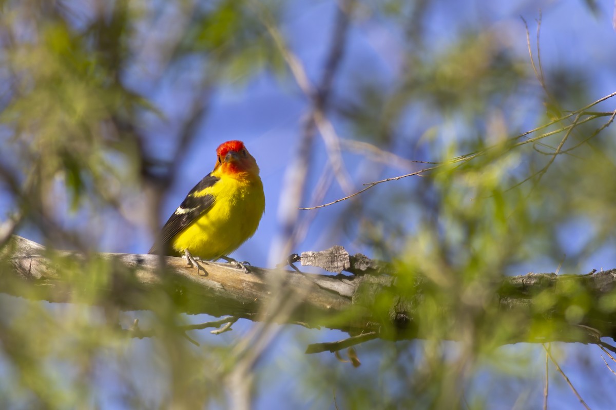 Western Tanager - Nicholas March