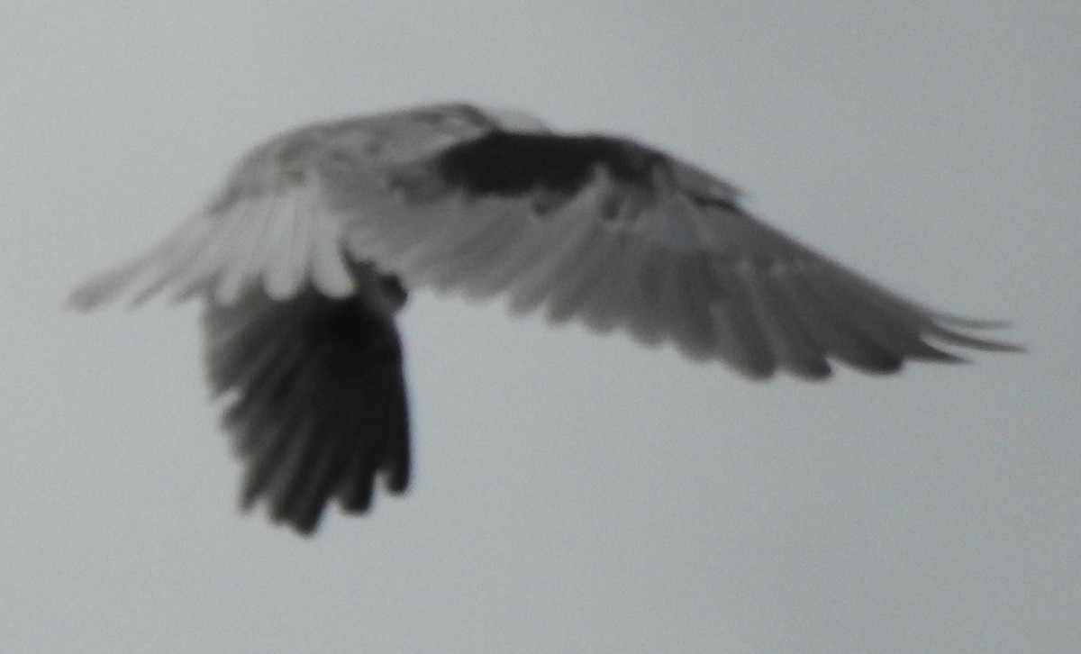 Black-shouldered Kite - ML611814367