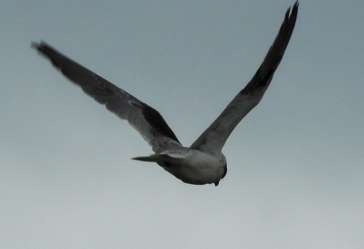 Black-shouldered Kite - ML611814368