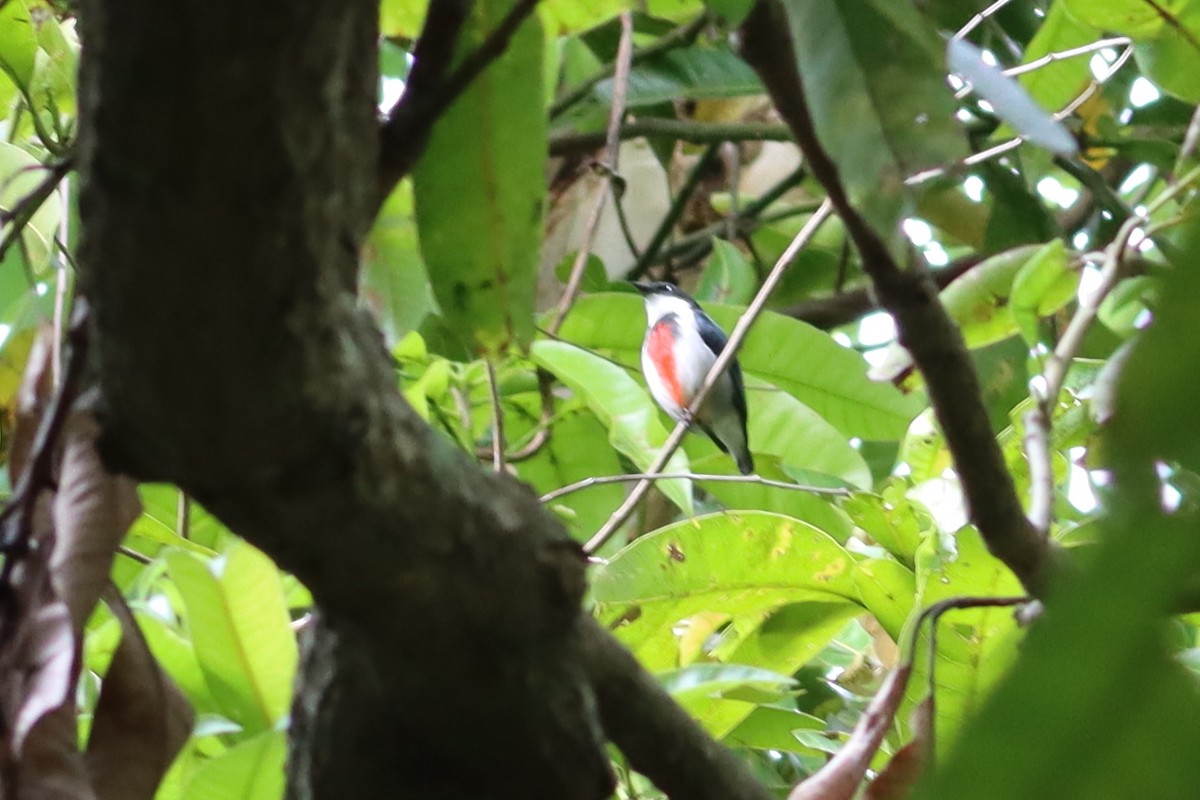 Black-belted Flowerpecker - ML611814576