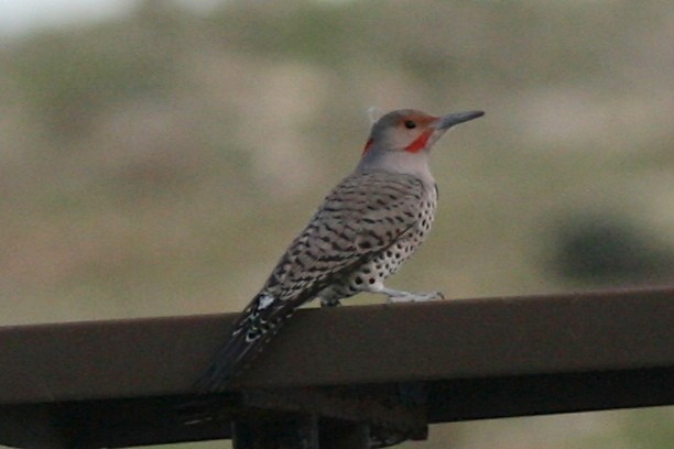 Northern Flicker (Yellow-shafted x Red-shafted) - Nicole Desnoyers