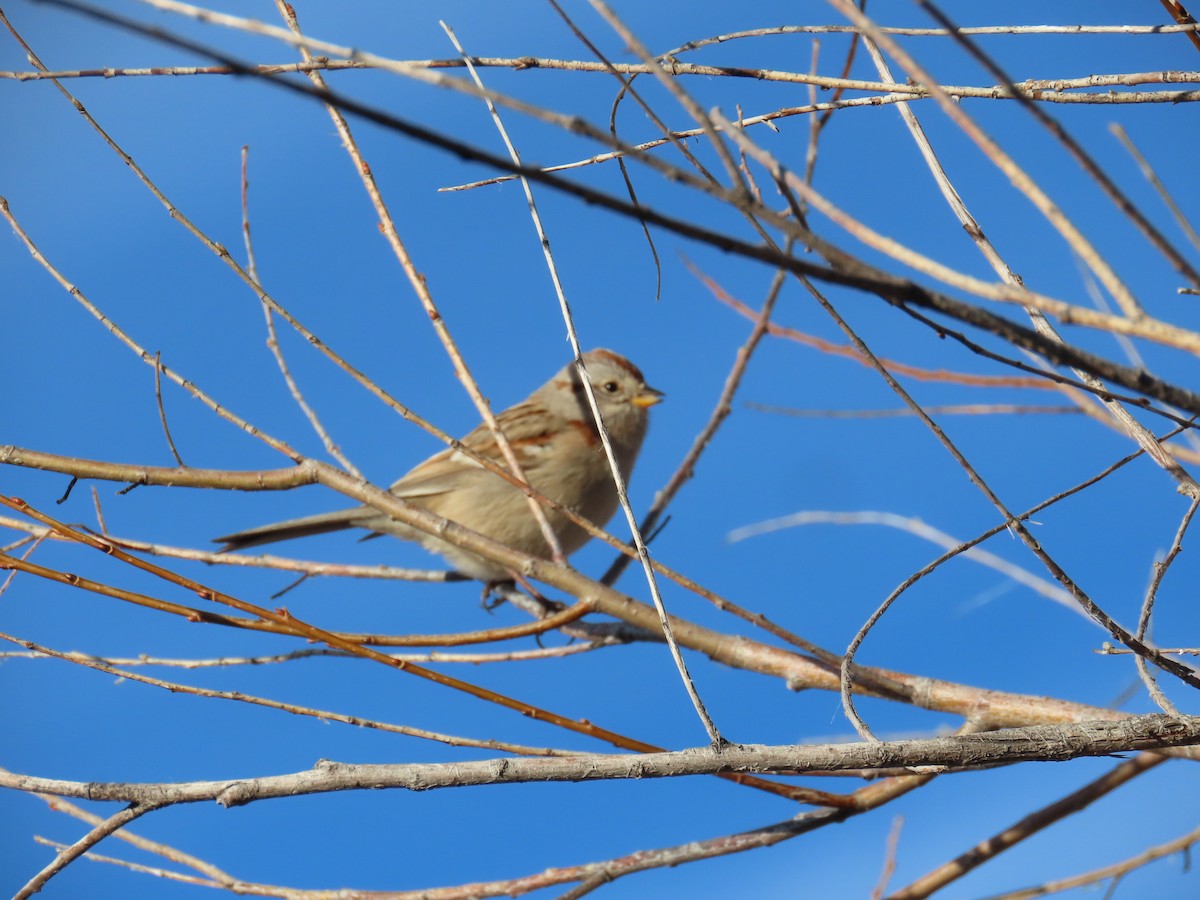 American Tree Sparrow - Eric Pratt