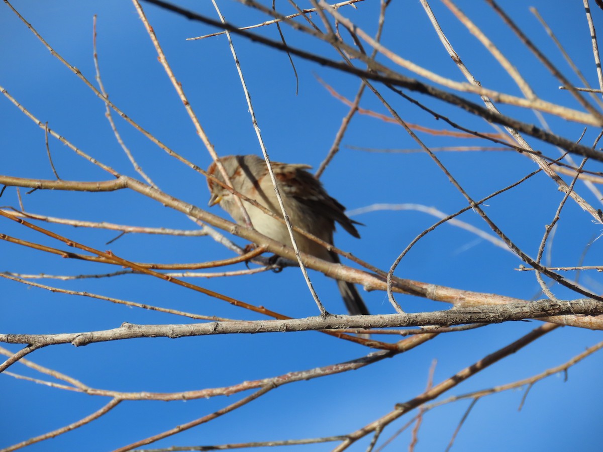 American Tree Sparrow - ML611814862