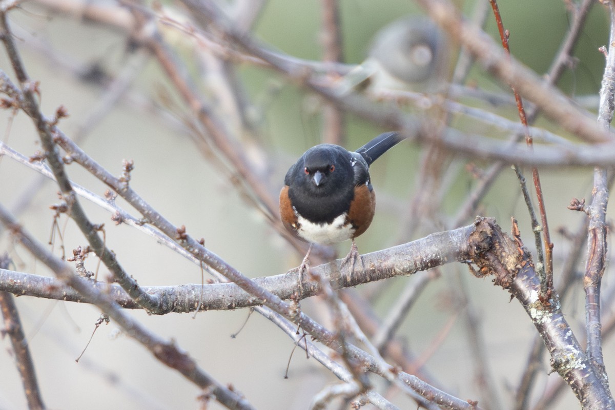 Spotted Towhee - ML611814935