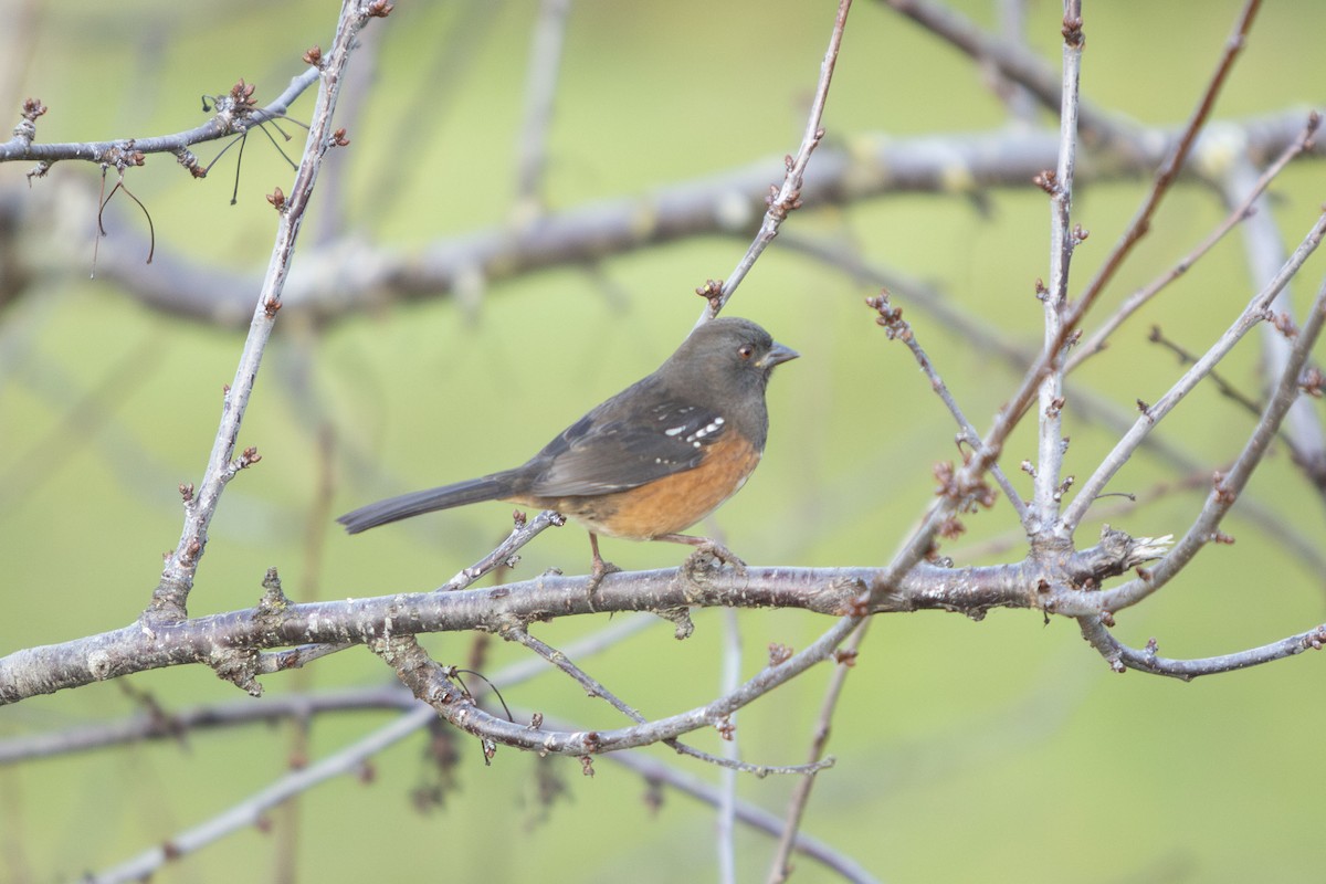 Spotted Towhee - ML611814948