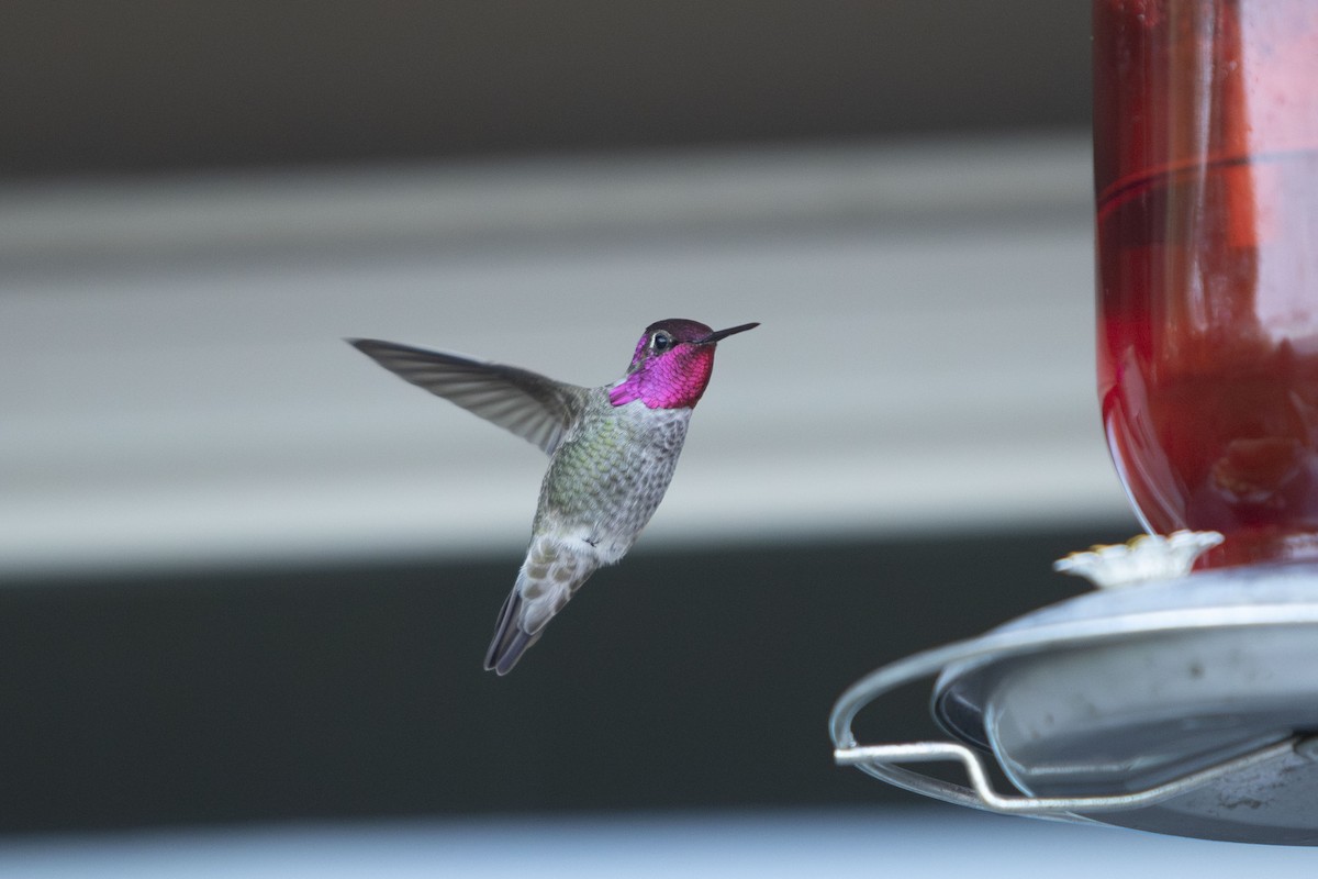 Anna's Hummingbird - ML611814965