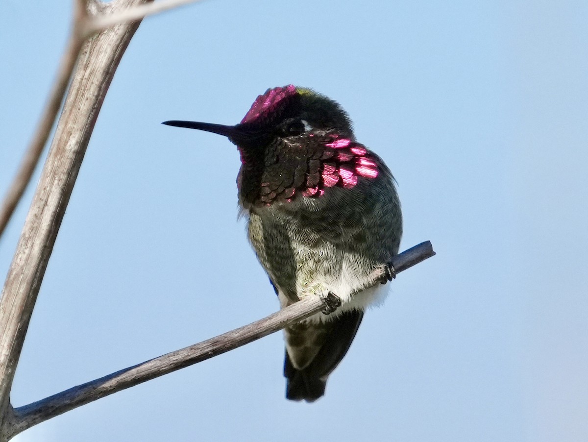 Anna's Hummingbird - Don Hoechlin