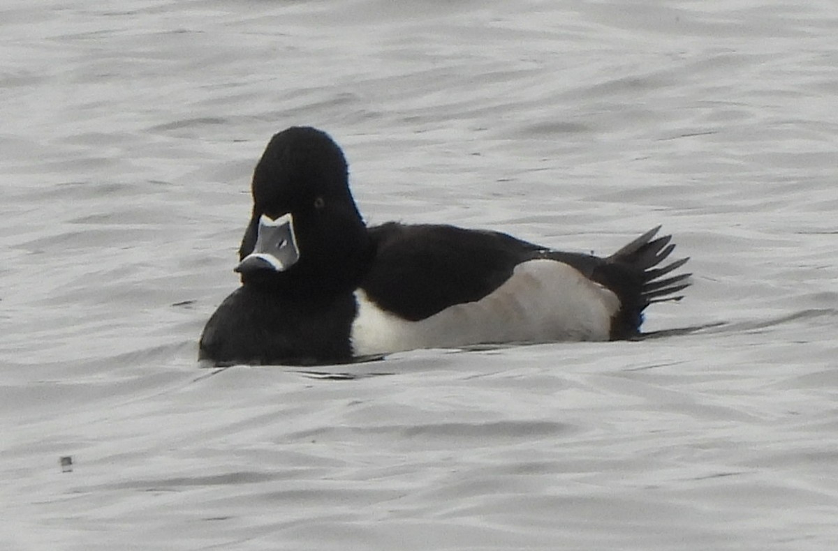 Ring-necked Duck - ML611815275