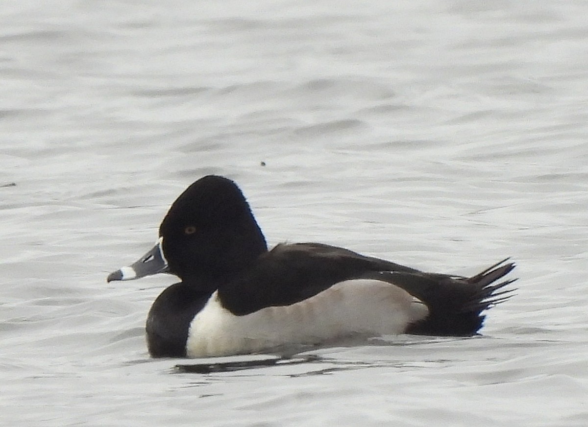 Ring-necked Duck - ML611815276