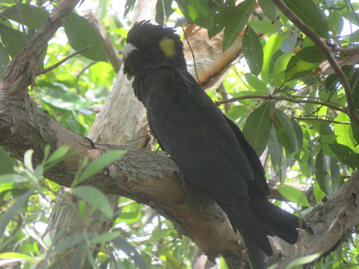 Yellow-tailed Black-Cockatoo - ML611815284