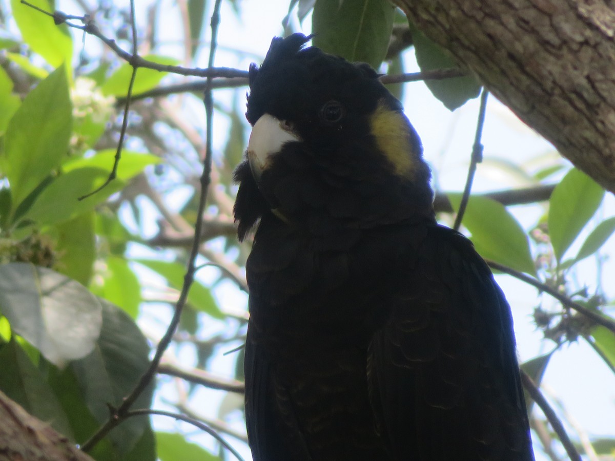 Yellow-tailed Black-Cockatoo - ML611815292