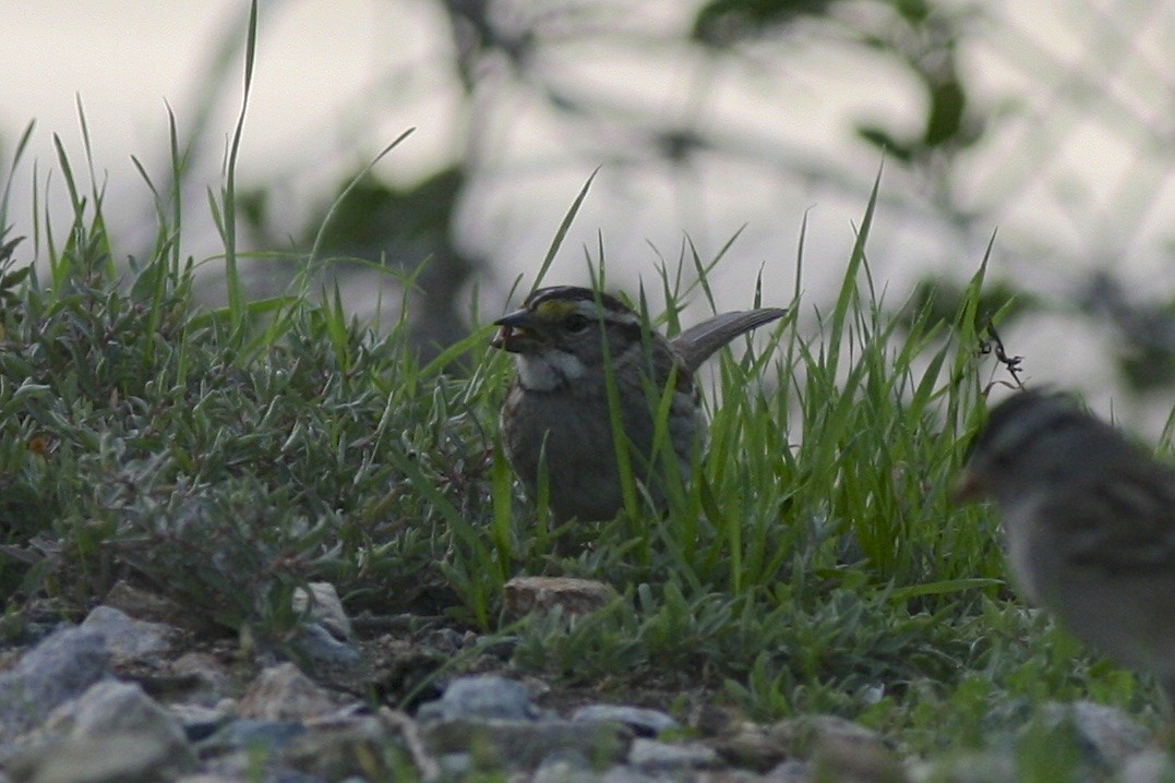 White-throated Sparrow - ML61181631