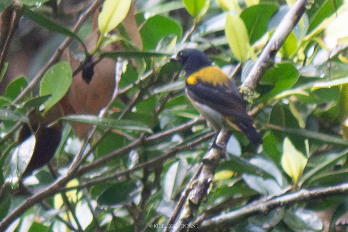 Scarlet-breasted Flowerpecker - Kittakorn Inpang
