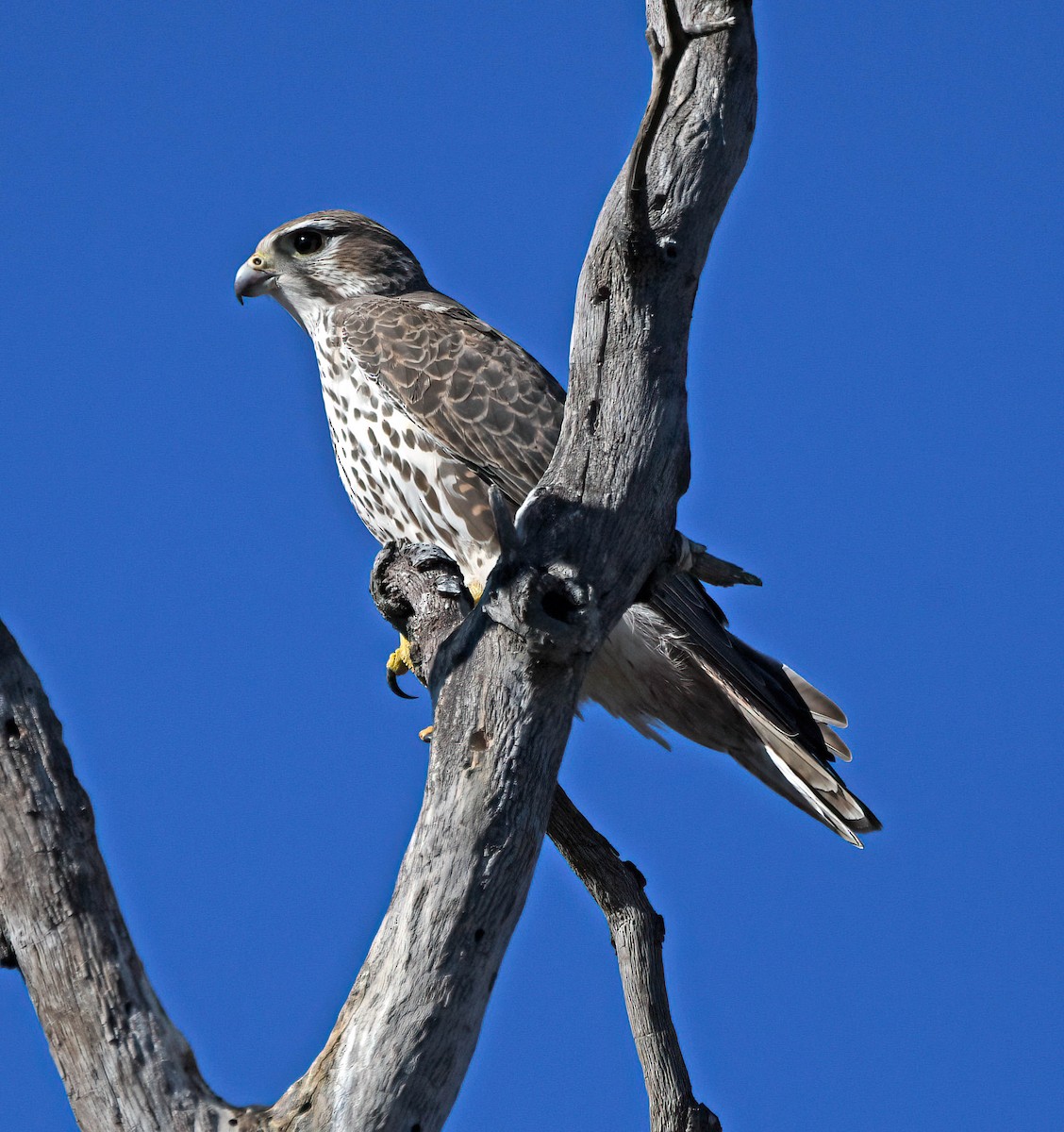Prairie Falcon - Rodney Gast