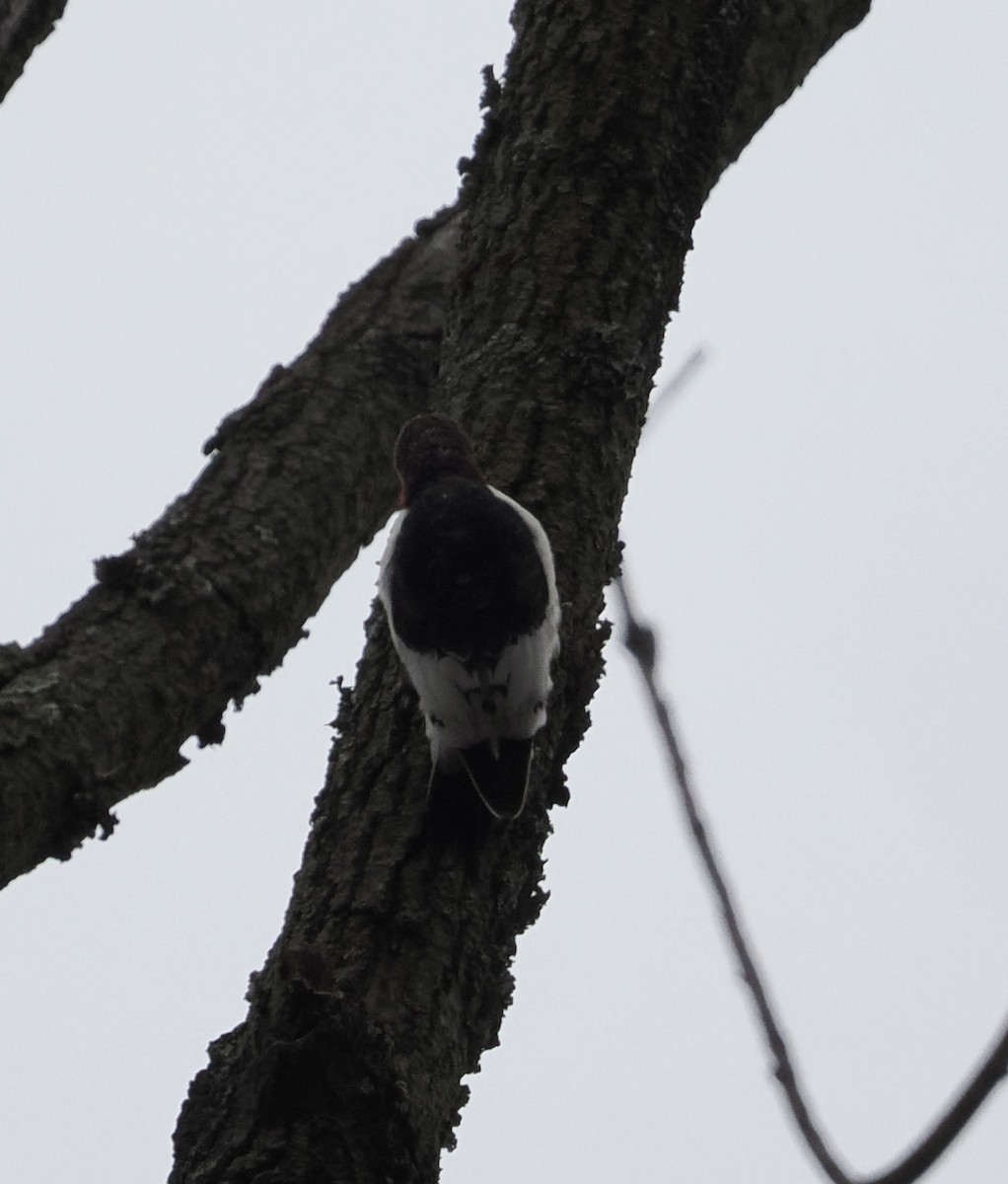 eBird Checklist 2 Dec 2023 Thornwood Preserve, Greenfield 11 species