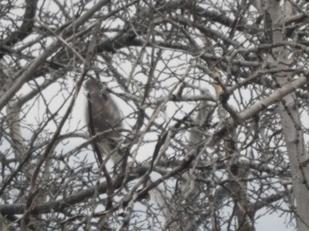 Buteo sp. - ML611816734