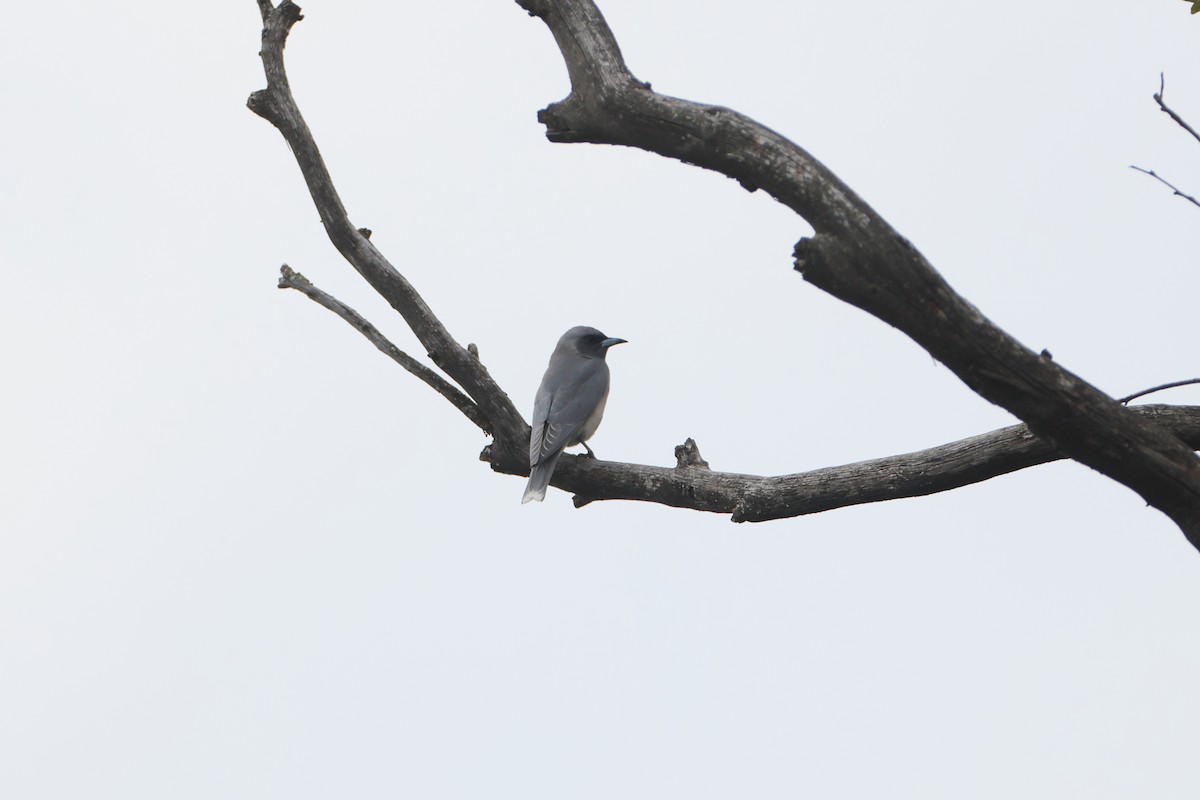 Masked Woodswallow - ML611816864