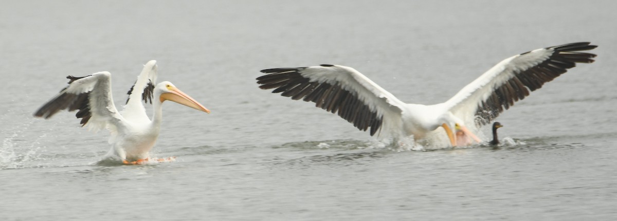 pelikán severoamerický - ML611817002