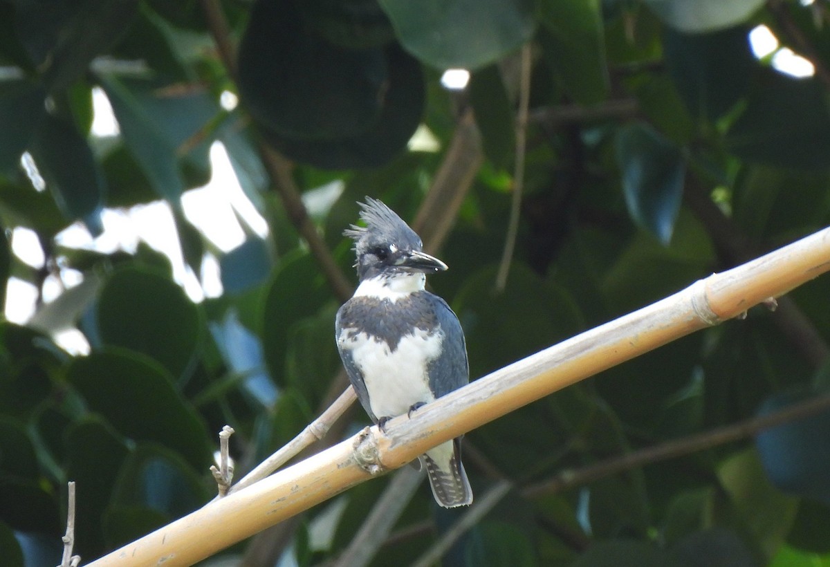 Belted Kingfisher - ML611817101
