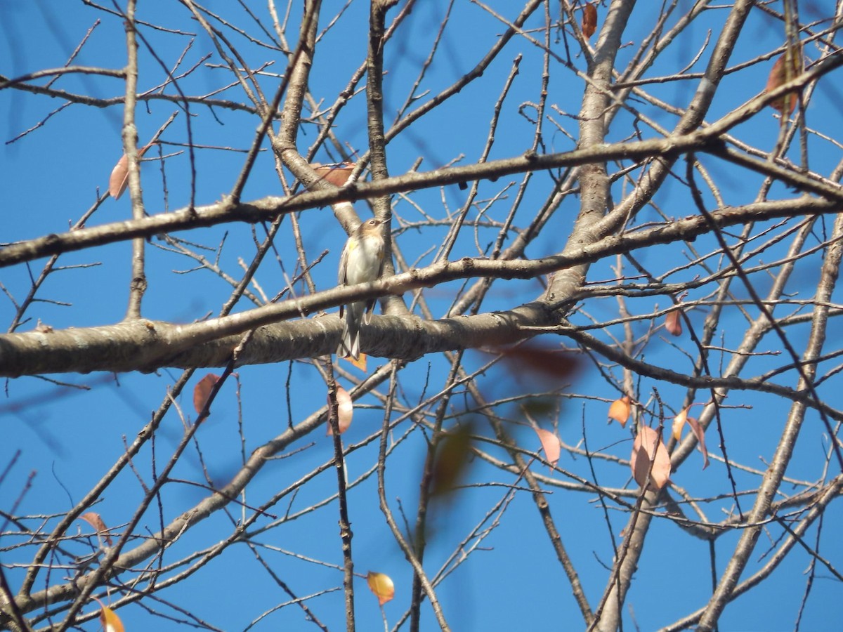 Yellow-rumped Warbler (Myrtle) - ML611817225