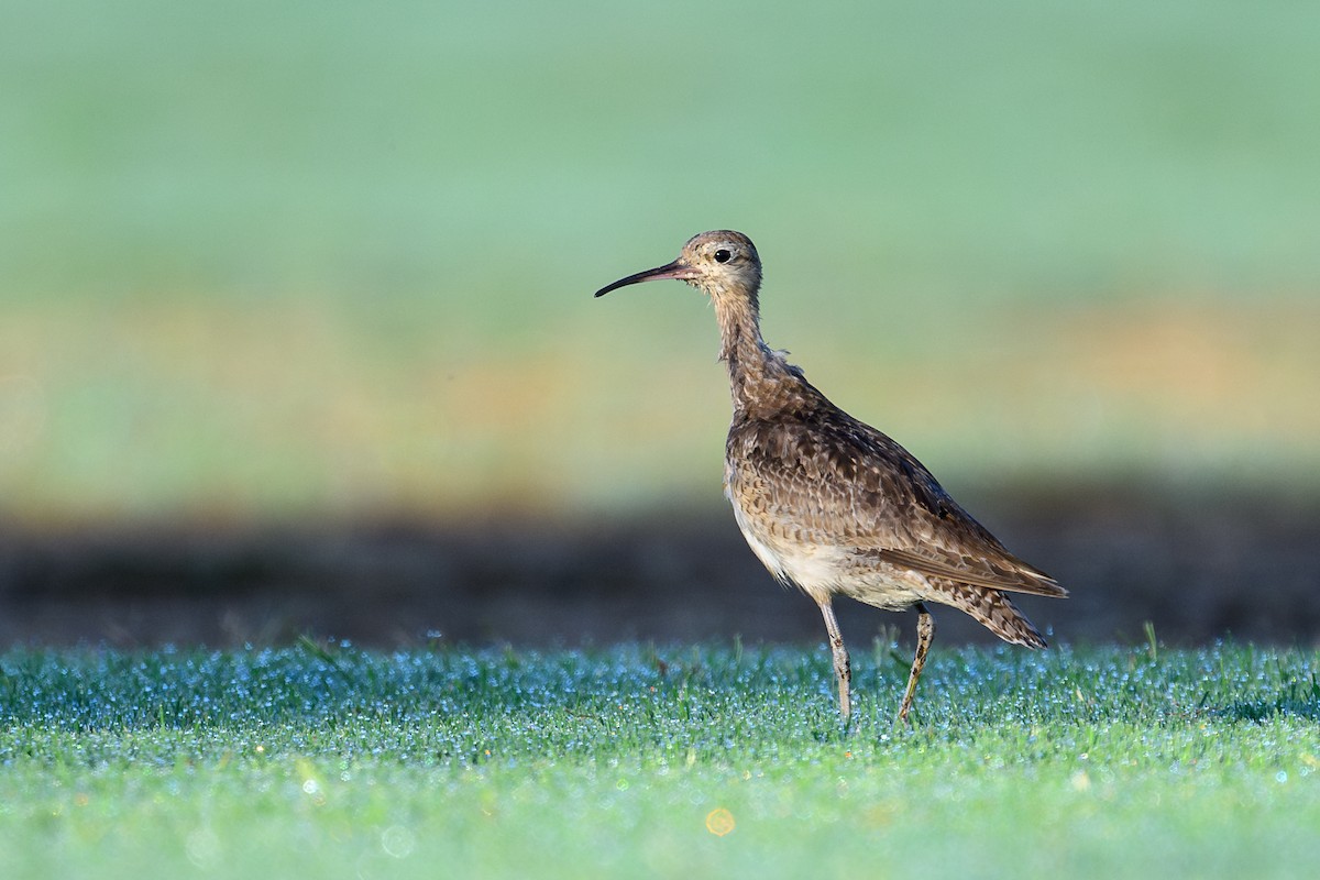 Little Curlew - ML611817344