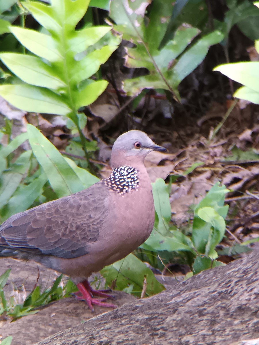 Spotted Dove - Stuart Russell