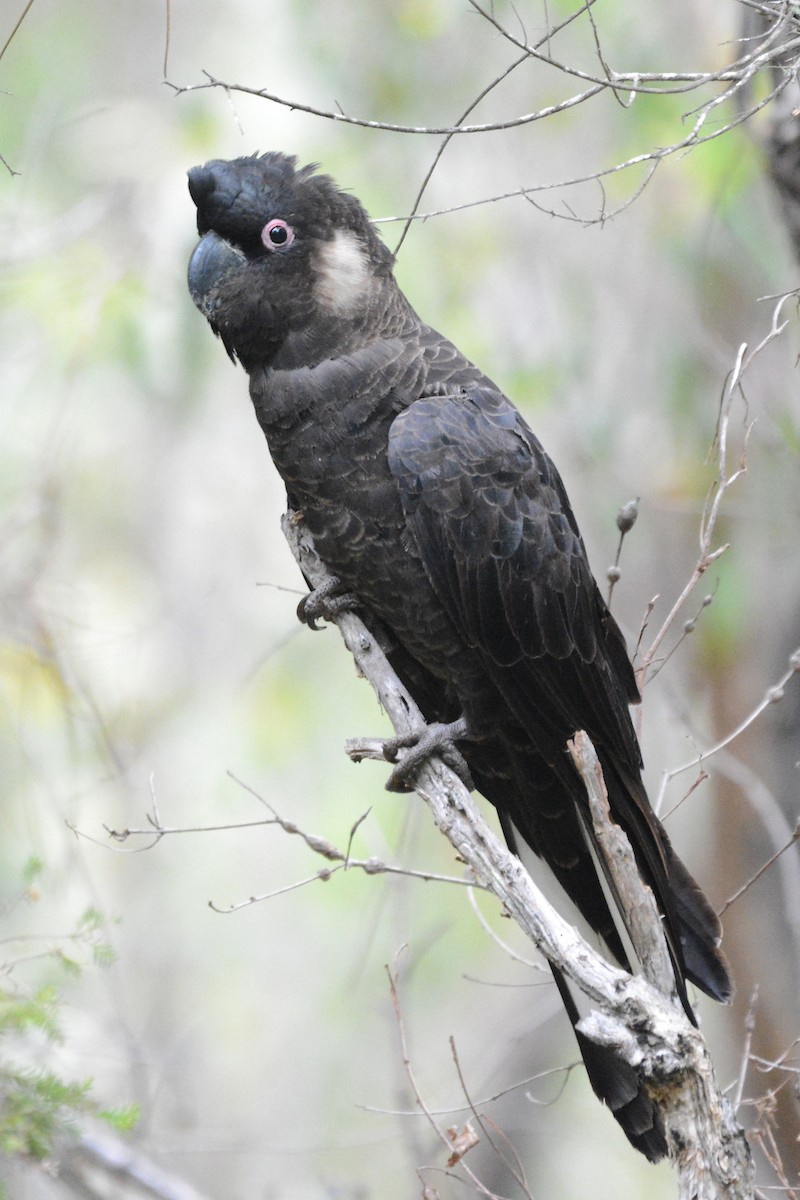 Carnaby's Black-Cockatoo - Gerald Allen