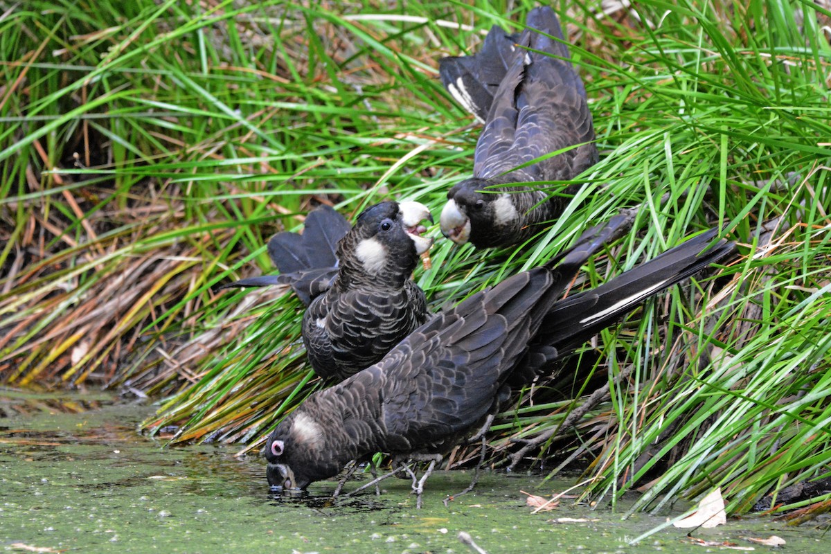 Carnaby's Black-Cockatoo - Gerald Allen