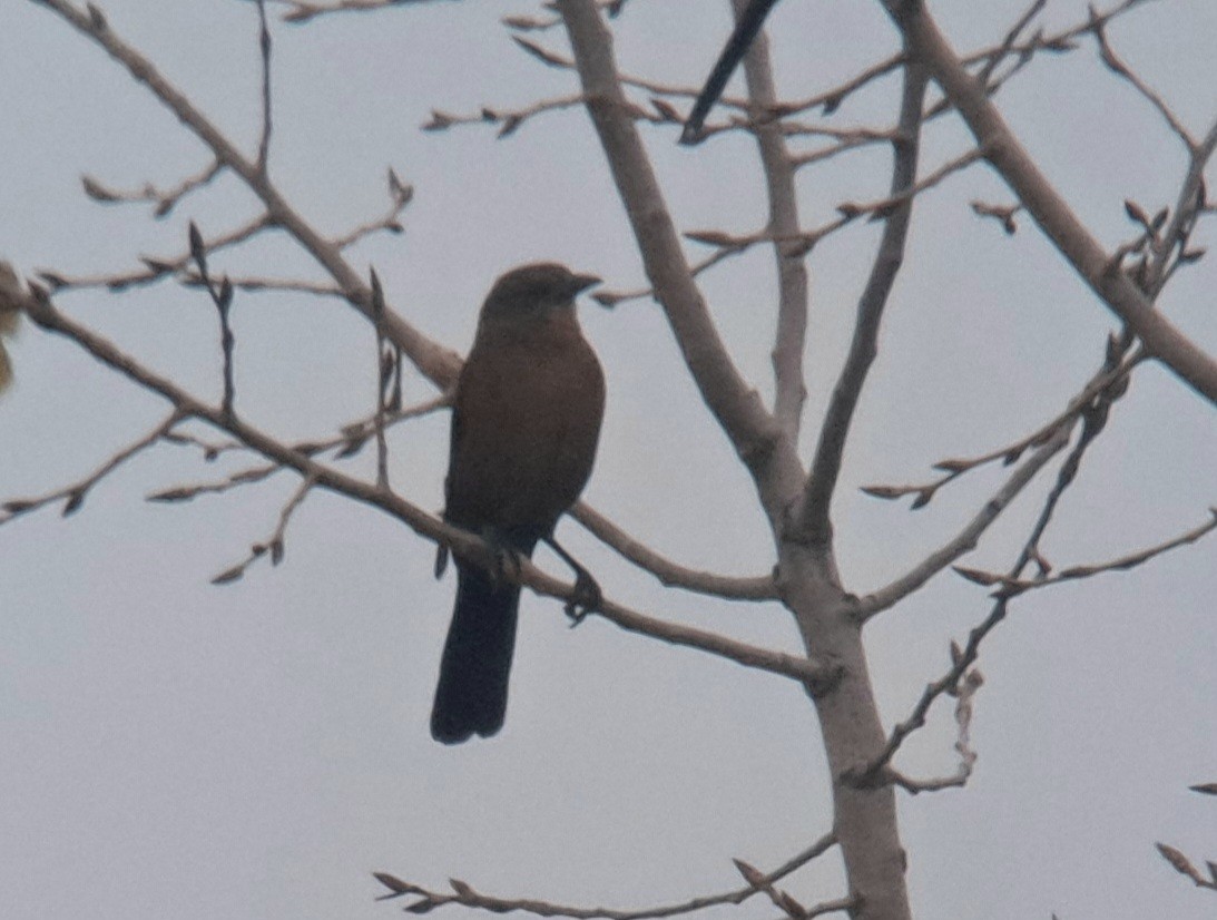 Boat-tailed Grackle - ML611817520