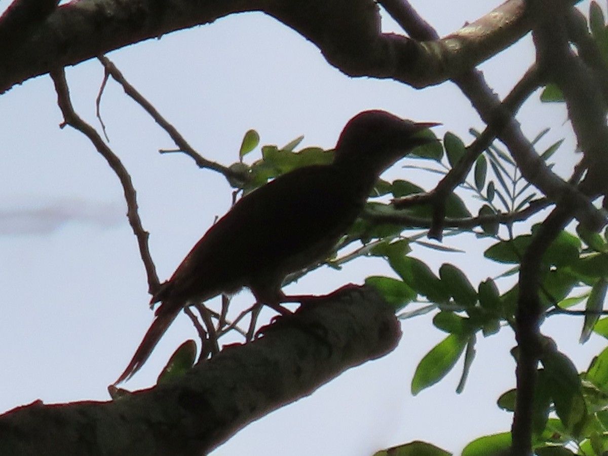 Mombasa Woodpecker - ML611817561