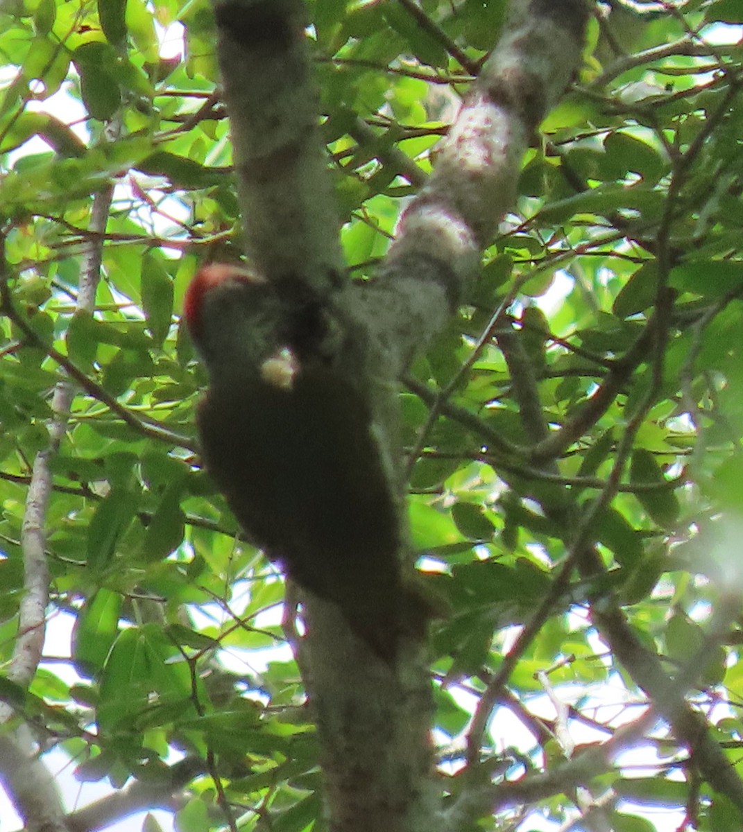 Mombasa Woodpecker - ML611817564