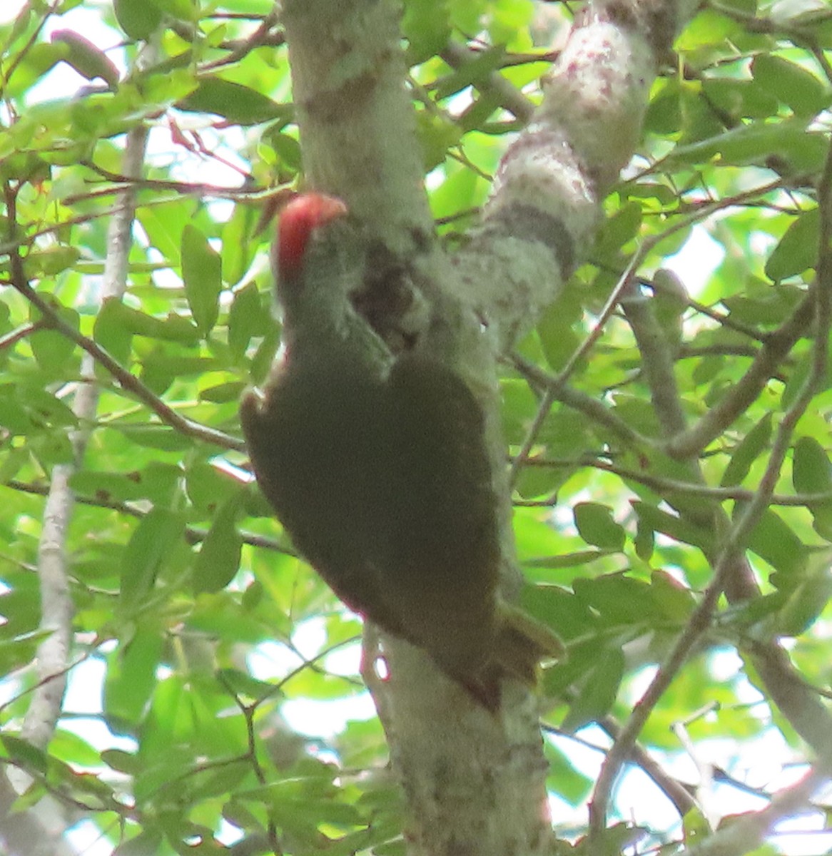 Mombasa Woodpecker - ML611817565