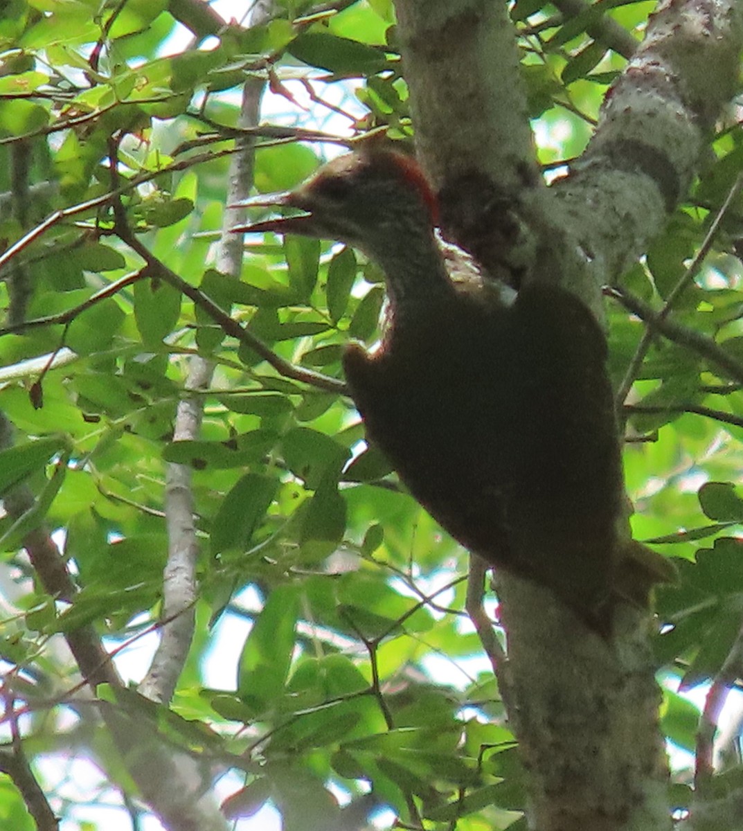 Mombasa Woodpecker - ML611817566