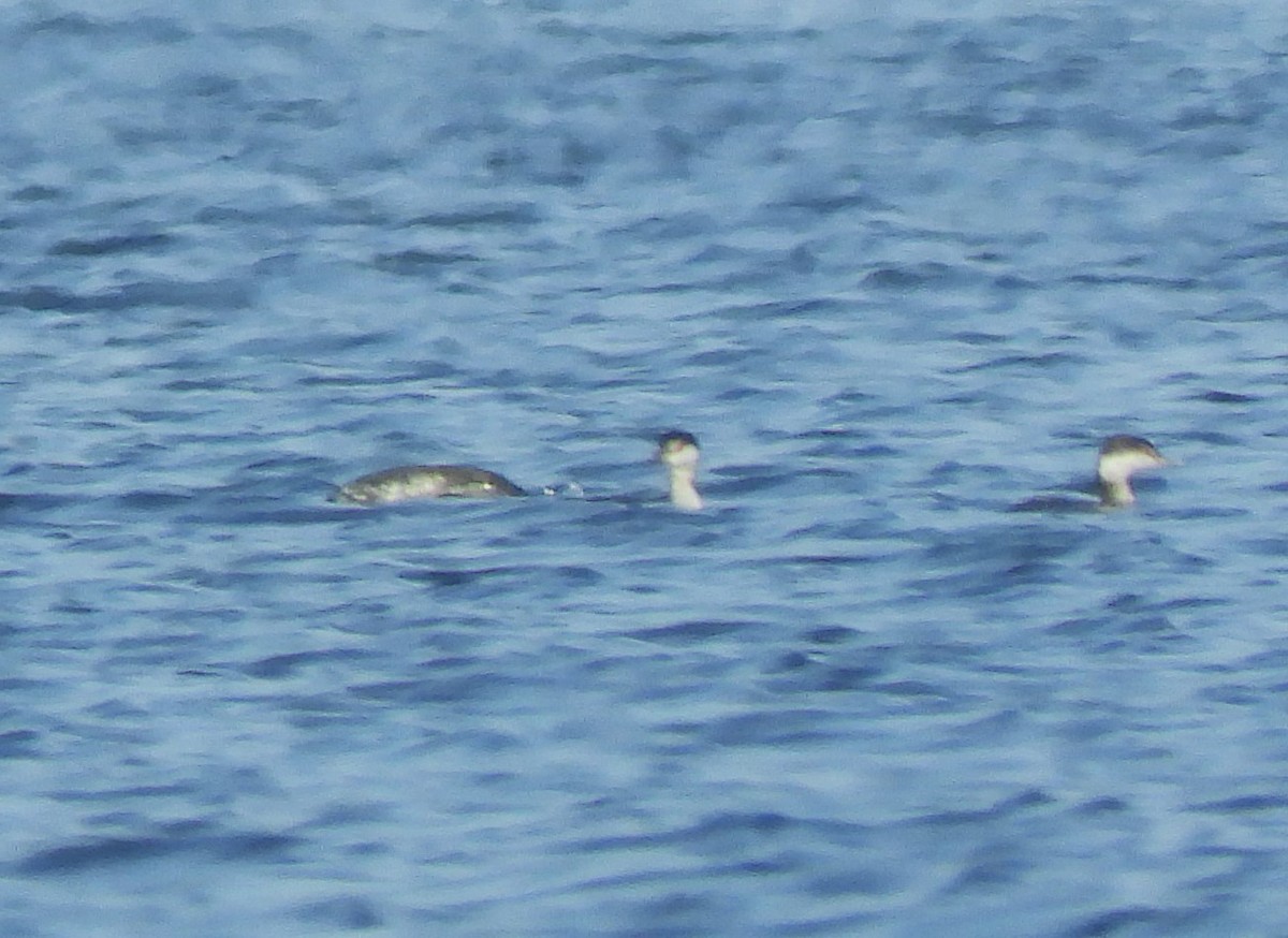 Horned Grebe - ML611817623