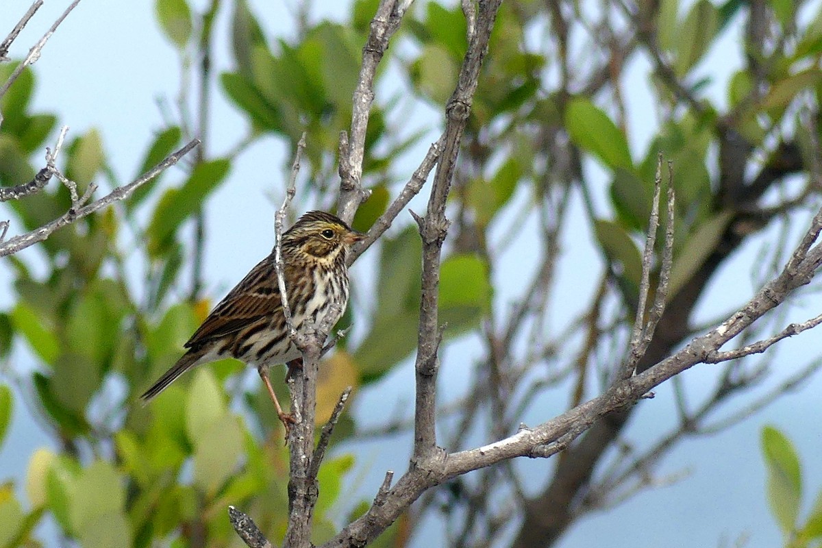 Savannah Sparrow - Cuneyt Yilmaz