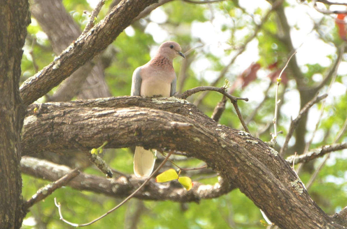 Laughing Dove - ML611817992