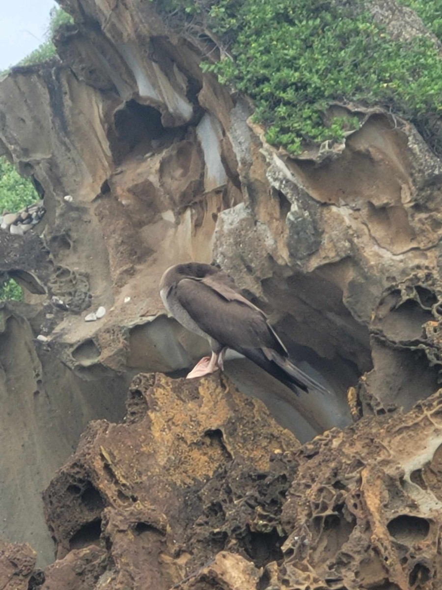 Ebird Checklist Nov Dudley Beach Species