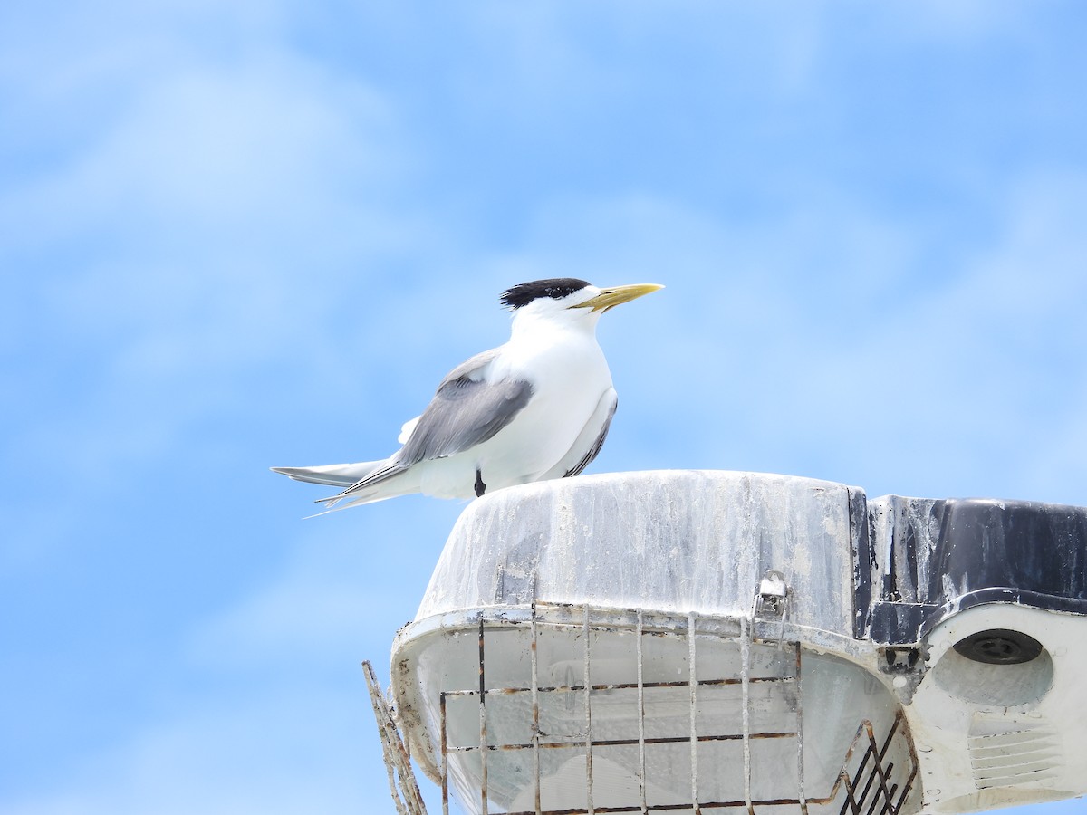 Great Crested Tern - ML611818070