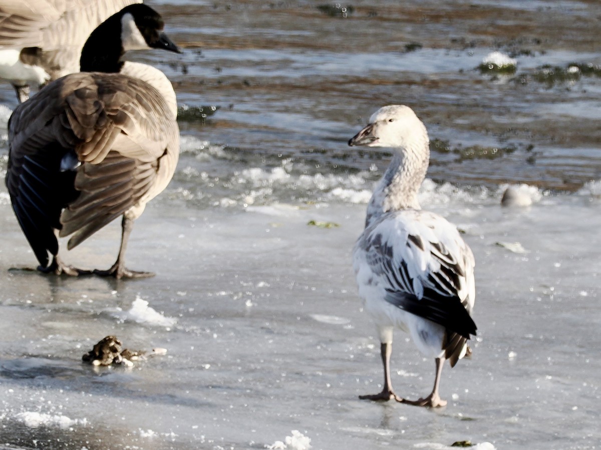 Snow Goose - ML611818145