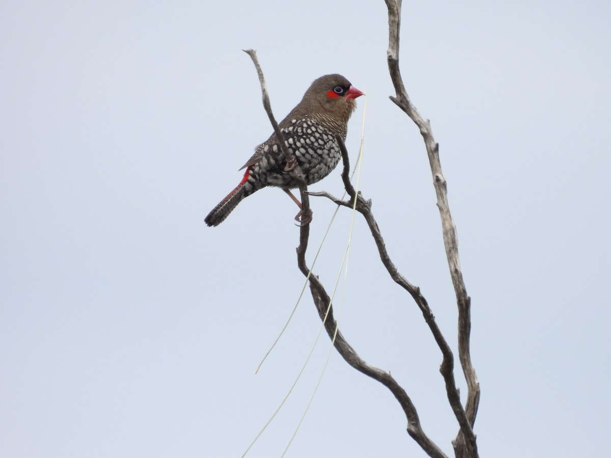 Red-eared Firetail - ML611818150