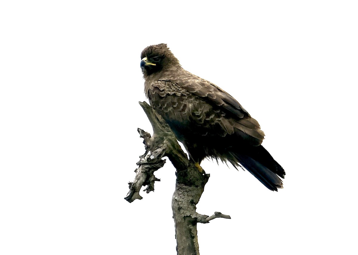 Common Buzzard (Steppe) - ML611818188