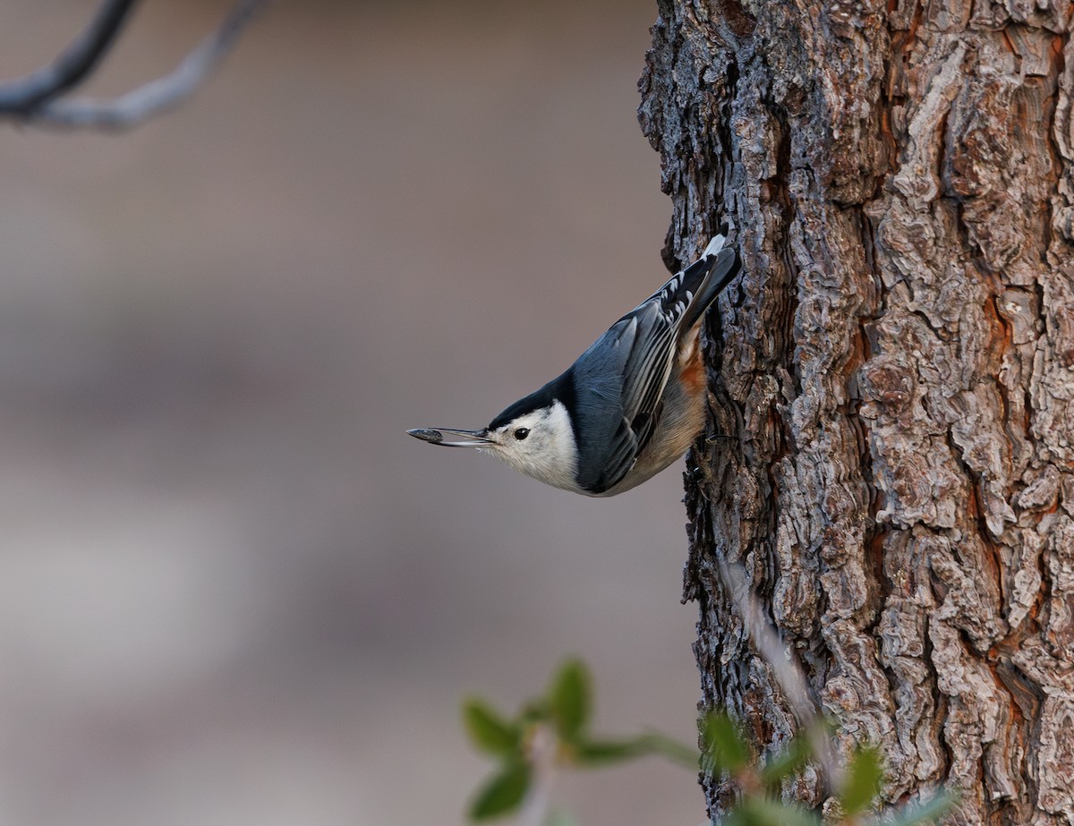 White-breasted Nuthatch - ML611818262