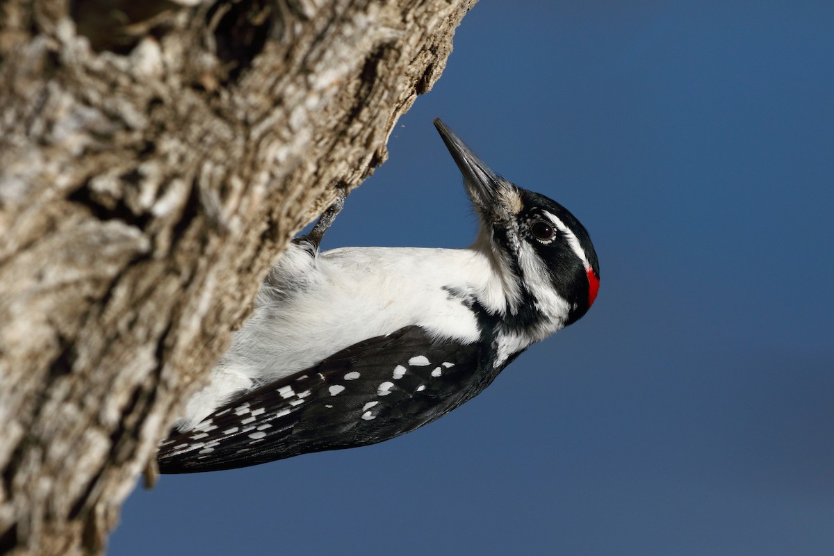 Hairy Woodpecker - ML611818529