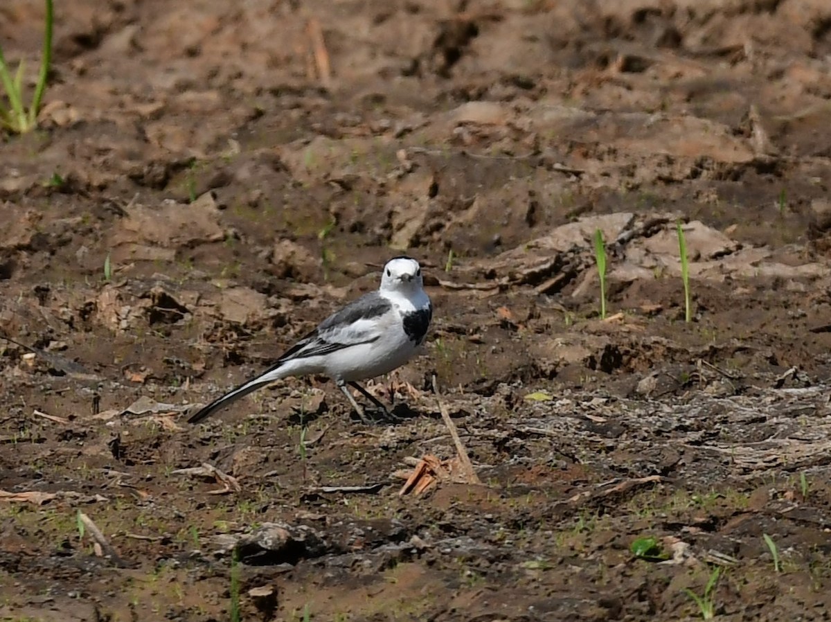 wagtail sp. - ML611818592