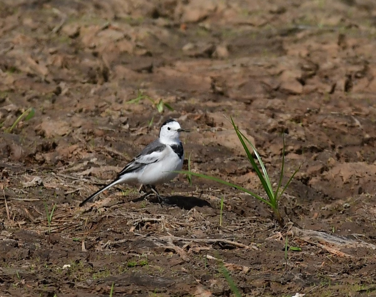 wagtail sp. - ML611818593