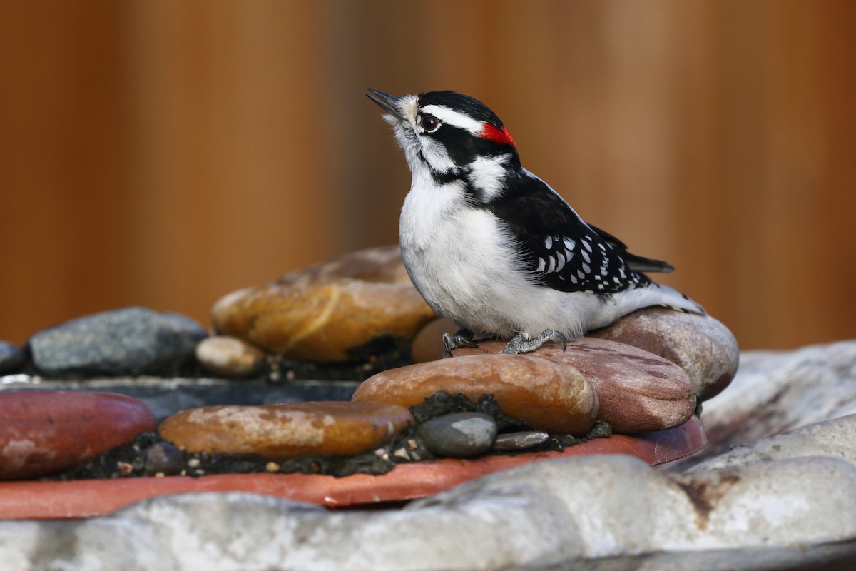Downy Woodpecker - ML611818595